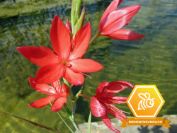 Spaltgriffel rot - Schizostylis coccinea